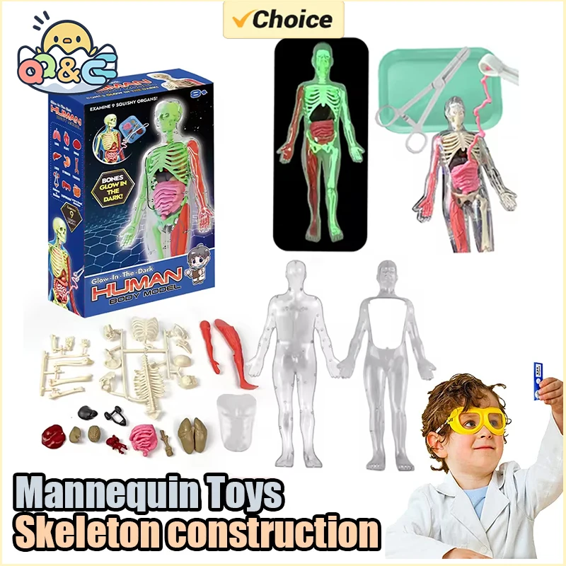Human Skeleton Organ Anatomy B - Model Kit Fantasy 评论和价格