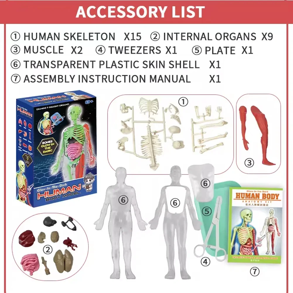 Human Skeleton Organ Anatomy B - Model Kit Fantasy 评论和价格